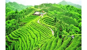 茶葉生產與加工