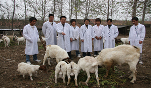 畜牧獸醫(yī)專業(yè)
