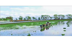 生態(tài)農(nóng)業(yè)技術(shù)