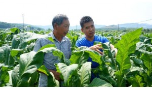 煙草技術(shù)及管理